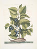 Arbor Populi c Harengus c Le Pilchard - Mark Catesby — vista dell’opera