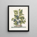 Arbor Populi c Harengus c Le Pilchard - Mark Catesby — quadro incorniciato alla parete