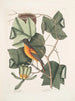 Arbor Tulipifera Il Tulipano Icterus L'Uccello di Baltimora - Mark Catesby — vista dell’opera