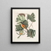 Arbor Tulipifera Il Tulipano Icterus L'Uccello di Baltimora - Mark Catesby — quadro incorniciato alla parete
