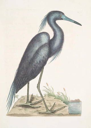 Mark Catesby - Ardea Crulea The blue Heron.webp