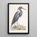 Ardea caerulea Le Héron bleu - Mark Catesby — quadro incorniciato alla parete