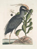 Ardea stellaris cristata Americana Il martin pescatore a cresta Lobelia c - Mark Catesby — vista dell’opera
