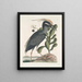 Ardea stellaris cristata Americana Il martin pescatore a cresta Lobelia c - Mark Catesby — quadro incorniciato alla parete