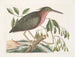 La petite butor étoilé - Mark Catesby — vista dell’opera
