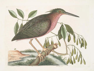 La petite butor étoilé - Mark Catesby — vista dell’opera