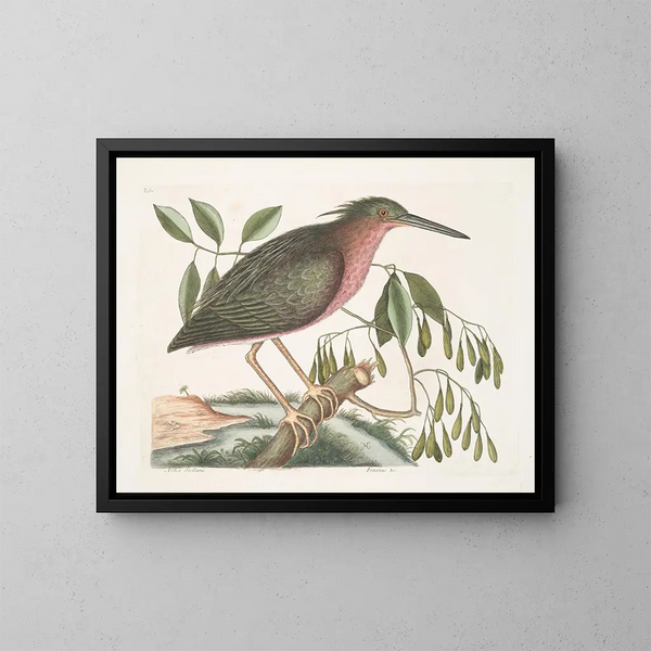 La petite butor étoilé - Mark Catesby — quadro incorniciato alla parete