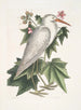 Ardea alba Le petit héron blanc Ketmia c - Mark Catesby — vista dell’opera