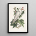 Ardea alba Le petit héron blanc Ketmia c - Mark Catesby — quadro incorniciato alla parete