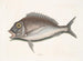 Le Porgy Aurata - Mark Catesby — vista dell’opera