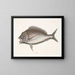 Le Porgy Aurata - Mark Catesby — quadro incorniciato alla parete