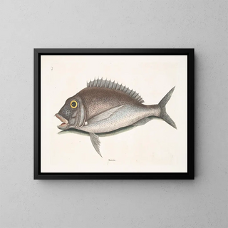 Le Porgy Aurata - Mark Catesby — quadro incorniciato alla parete