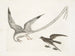 L'uccello delle tempeste - Mark Catesby — vista dell’opera