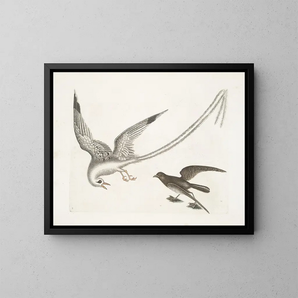 L'uccello delle tempeste - Mark Catesby — quadro incorniciato alla parete