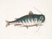 Il Pesce gatto - Mark Catesby — vista dell’opera