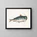 Il Pesce gatto - Mark Catesby — quadro incorniciato alla parete