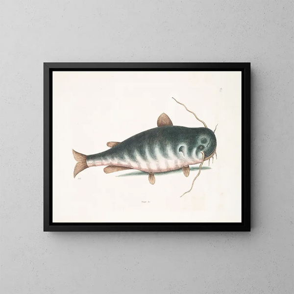 Il Pesce gatto - Mark Catesby — quadro incorniciato alla parete