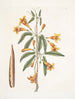 Bignonia Americana - Mark Catesby — vista dell’opera