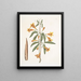 Bignonia Americana - Mark Catesby — quadro incorniciato alla parete