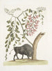 Bison d'Amérique Pseudo Acacia hispida à fleurs roses - Mark Catesby — vista dell’opera