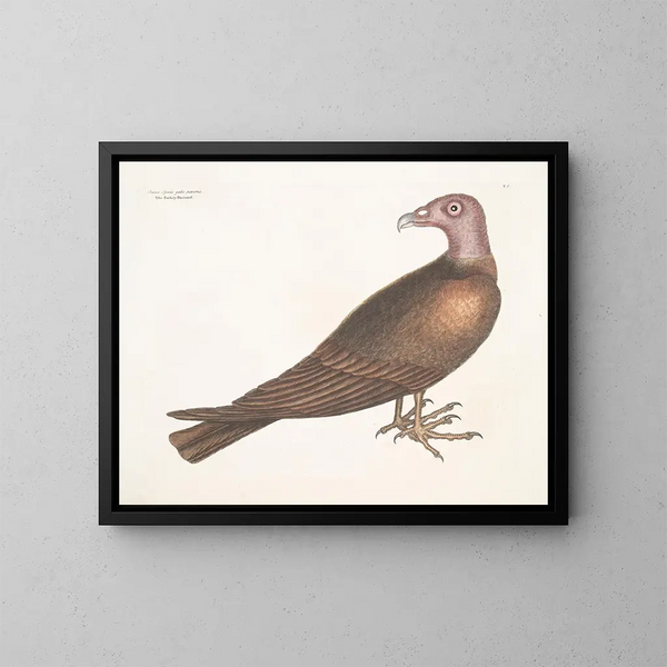 Buse a testa di tacchino - Mark Catesby — quadro incorniciato alla parete