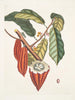 Cacao Arbor Le Cacao Tree - Mark Catesby — vista dell’opera