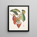 Cacao Arbor Le Cacao Tree - Mark Catesby — quadro incorniciato alla parete