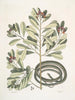 Calyculato c Winters Bark Serpente marrone sottile La biscia a nastro - Mark Catesby — vista dell’opera