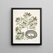 Calyculato c Winters Bark Serpente marrone sottile La biscia a nastro - Mark Catesby — quadro incorniciato alla parete