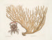 Cancer chelis rubris, le crabe à griffes résilientes - Mark Catesby — vista dell’opera