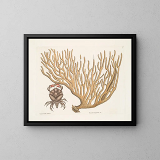 Mark Catesby - Cancer Chelis Rubris The resclaw Crab Titanokeratophyton c.webp