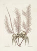 Cancer arenarius Le crabe de sable Lithophyton c - Mark Catesby — vista dell’opera