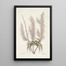 Cancer arenarius Le crabe de sable Lithophyton c - Mark Catesby — quadro incorniciato alla parete