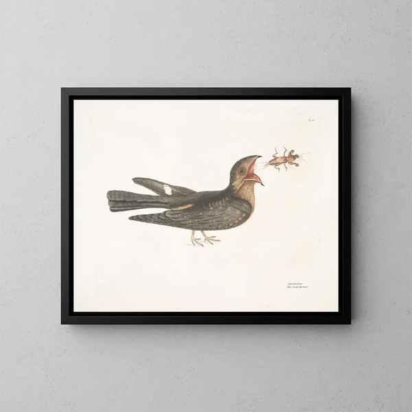 Le Chèvre-Feuille - Mark Catesby — quadro incorniciato alla parete