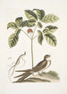 Caprimulgus minor Americanus L'engoulevent Aureliana Canadensis Il ginseng o ninsin dei Cinesi - Mark Catesby — vista dell’opera