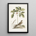 Caprimulgus minor Americanus L'engoulevent Aureliana Canadensis Il ginseng o ninsin dei Cinesi - Mark Catesby — quadro incorniciato alla parete