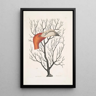 Mark Catesby - Caput Phoenicopteri The Bill of the Flamingo in its full dimensions Keratophyton c.webp