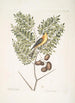Carduelis Americanus Le carduelis americano Acacia abruoe foliis c Acacia - Mark Catesby — vista dell’opera