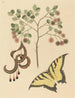 Griffe di gatto Mimosa circinalis - Mark Catesby — vista dell’opera