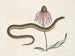 Cécilia Maculata, il serpente di vetro, crisantemo - Mark Catesby — vista dell’opera