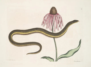 Cécilia Maculata, il serpente di vetro, crisantemo - Mark Catesby — vista dell’opera