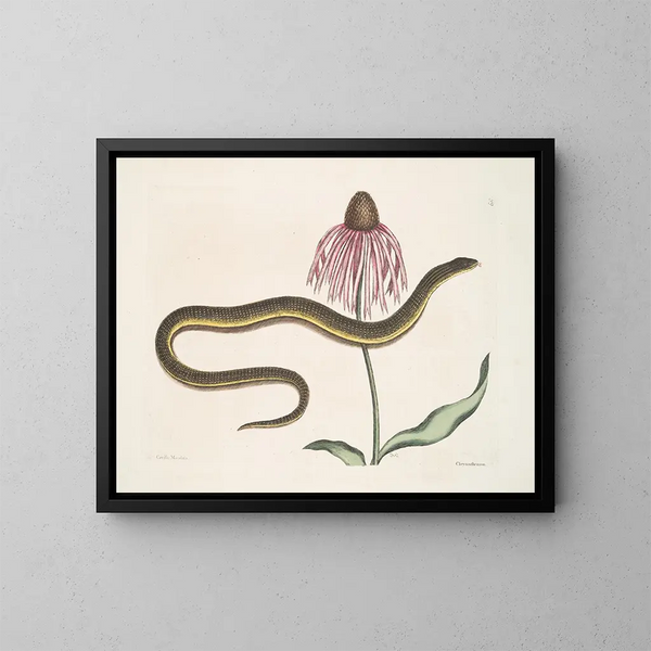 Cécilia Maculata, il serpente di vetro, crisantemo - Mark Catesby — quadro incorniciato alla parete