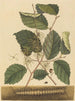 Mille-pattes Scolopendra morsitans - Mark Catesby — vista dell’opera