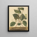 Mille-pattes Scolopendra morsitans - Mark Catesby — quadro incorniciato alla parete