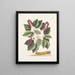 Cerasus c Pigeon Plum Eruca maxima hornuta La chenille à grandes cornes - Mark Catesby — quadro incorniciato alla parete
