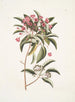 Chamdaphne foliis Tini - Mark Catesby — vista dell’opera