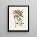 Chamdaphne foliis Tini - Mark Catesby — quadro incorniciato alla parete