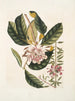 Rhododendron, chamdaphne sempervirens - Mark Catesby — vista dell’opera