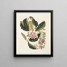 Rhododendron, chamdaphne sempervirens - Mark Catesby — quadro incorniciato alla parete