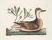 Crisantemo e anatra Ilathera - Mark Catesby — vista dell’opera